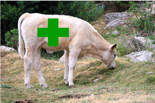 ternera farmacia