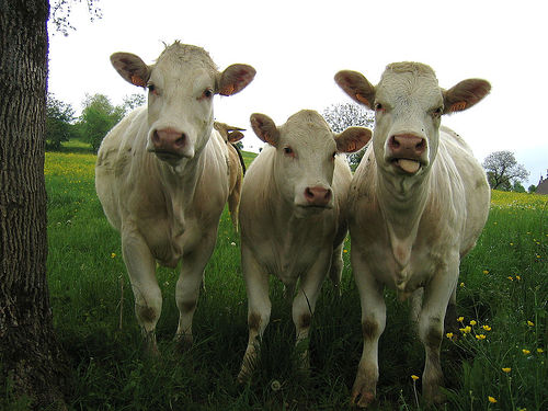 vacas