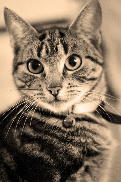 gato
