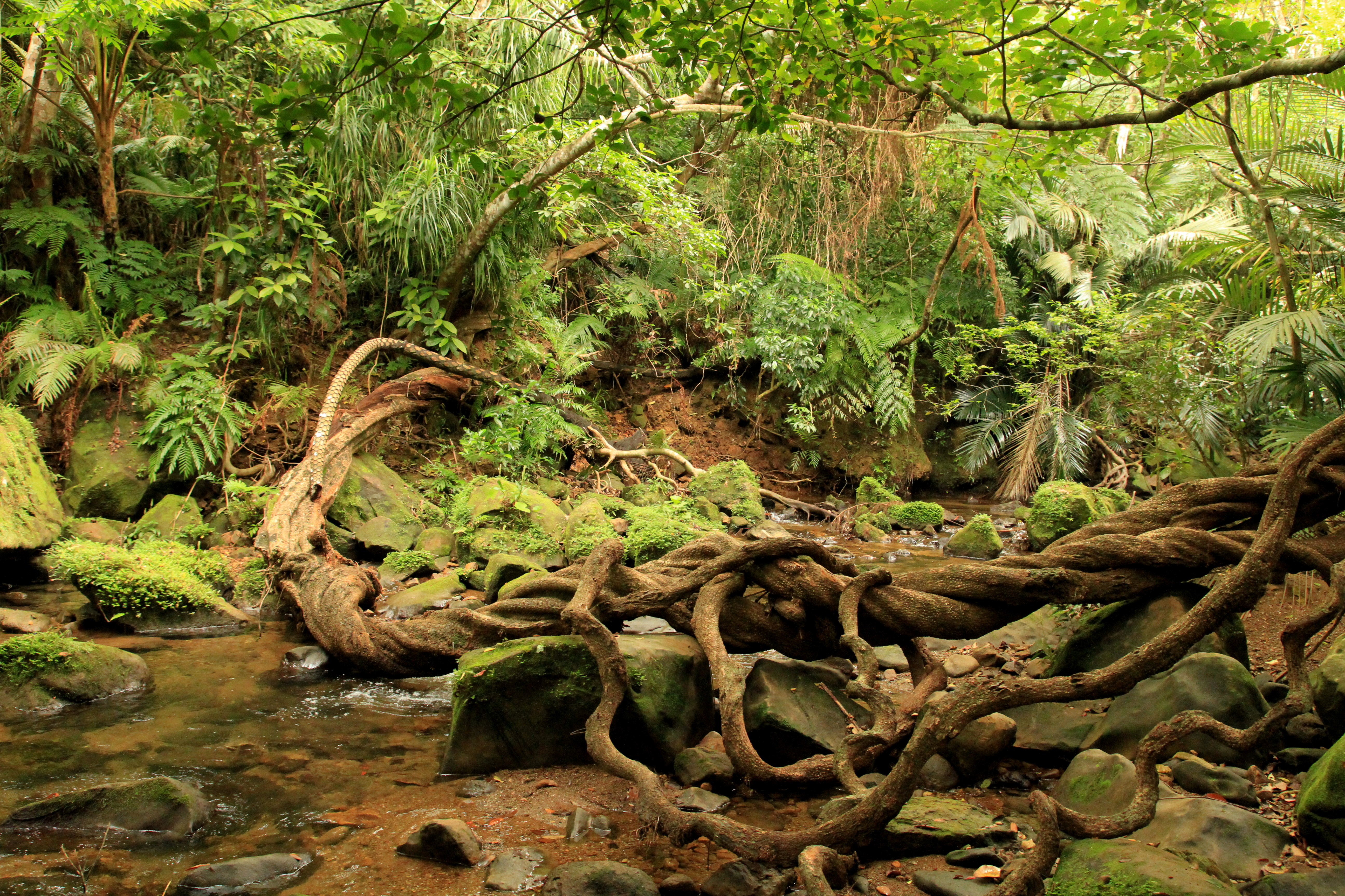 jungle