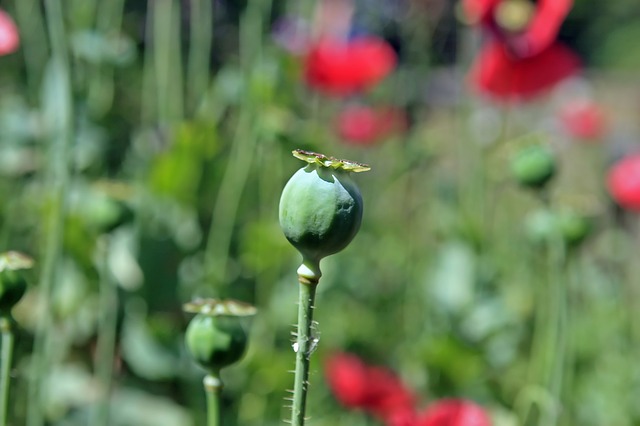 papaver somniferum