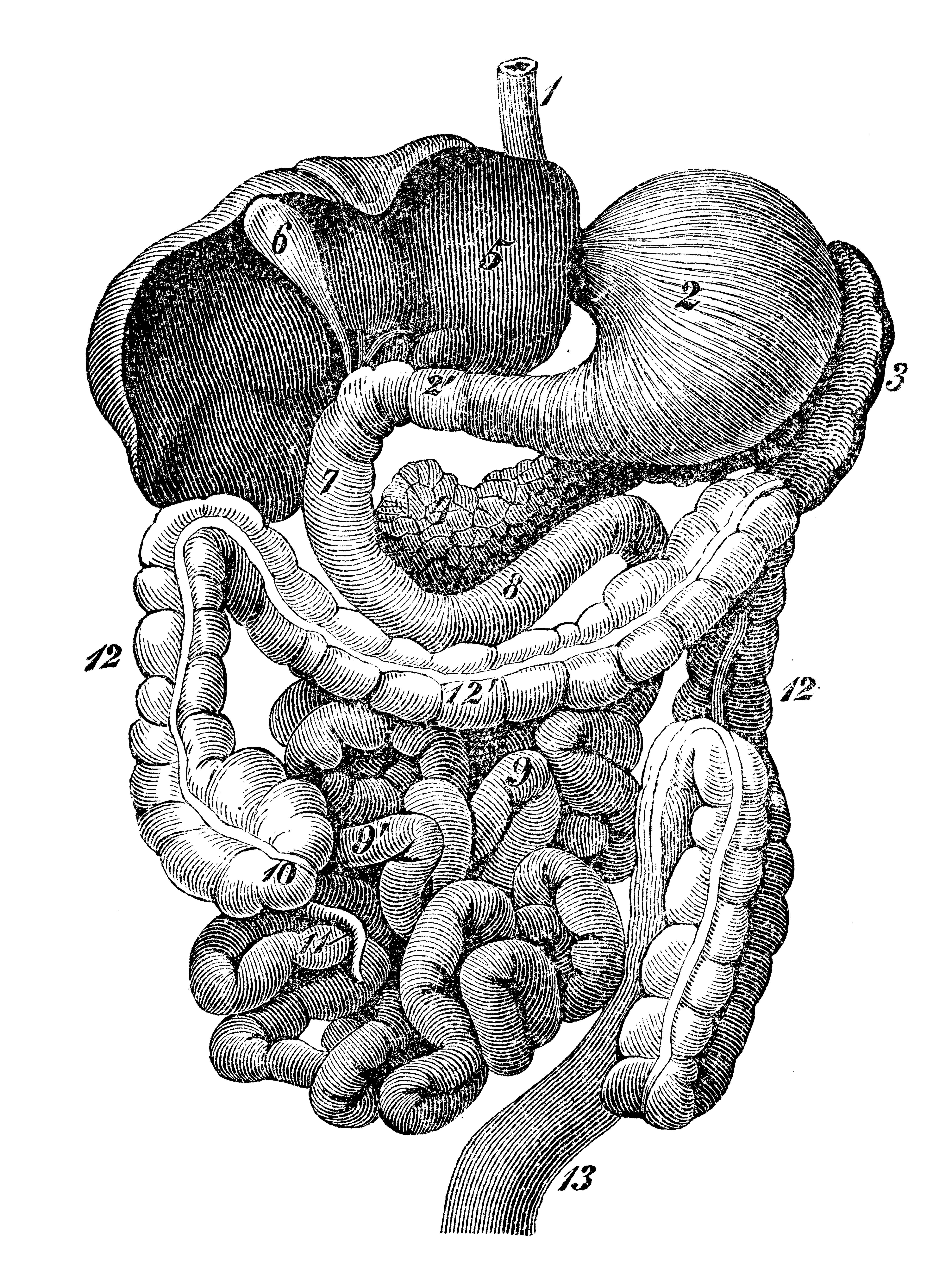 Antique medical scientific illustration high-resolution: human organs